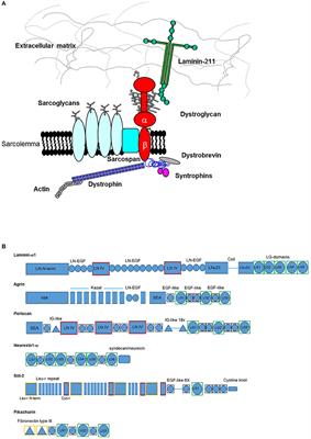 Analysis of α-Dystroglycan/LG Domain Binding Modes: Investigating Protein Motifs That Regulate the Affinity of Isolated LG Domains